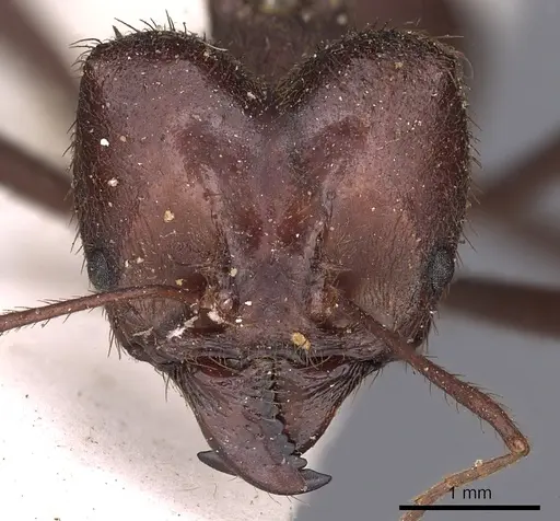 Atta laevigata - CASENT0900488