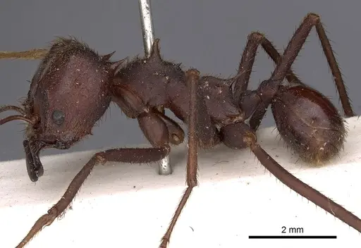 Atta laevigata - CASENT0900488