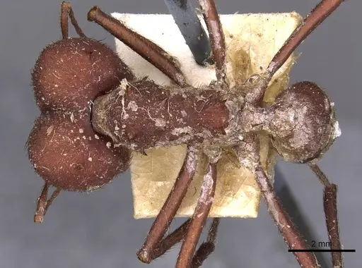 Atta laevigata - CASENT0909447