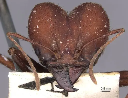 Atta laevigata - CASENT0909447