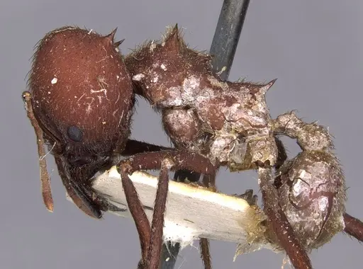 Atta laevigata - CASENT0909447