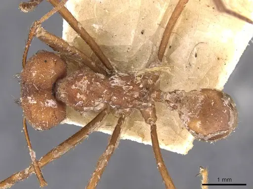 Atta laevigata - CASENT0909448