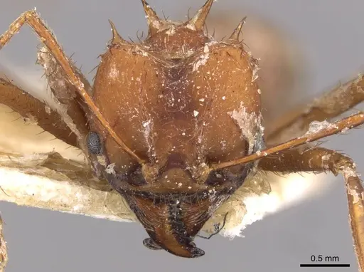 Atta laevigata - CASENT0909448