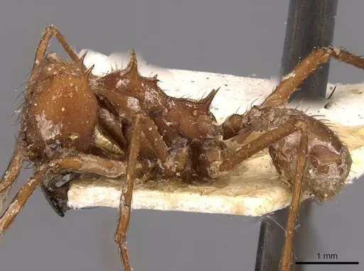 Atta laevigata - CASENT0909448