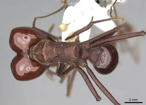 Atta laevigata - CASENT0922055