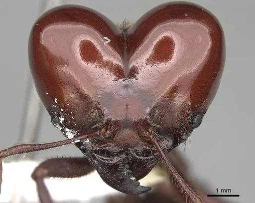 Atta laevigata - CASENT0922055