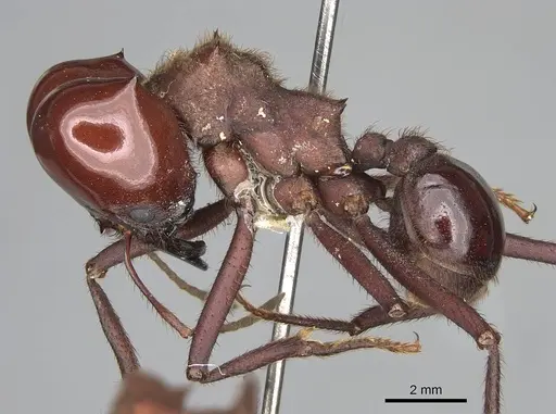 Atta laevigata - CASENT0922055