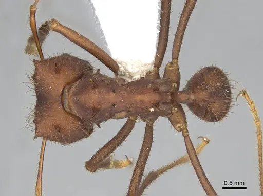 Atta laevigata - CASENT0922056