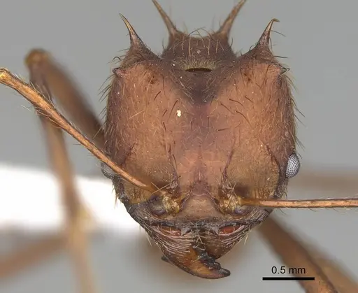 Atta laevigata - CASENT0922056