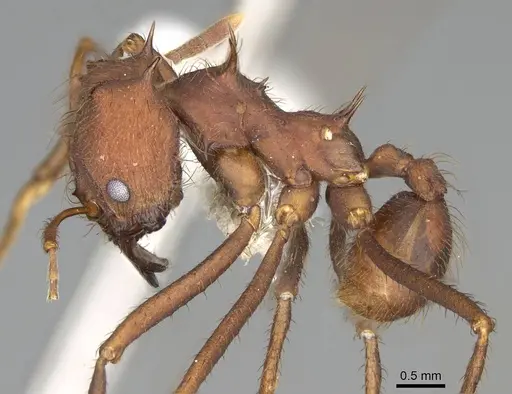 Atta laevigata - CASENT0922056