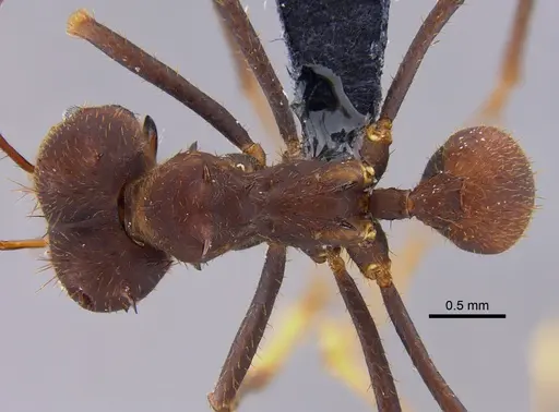 Atta laevigata - CBUMAGENT41875