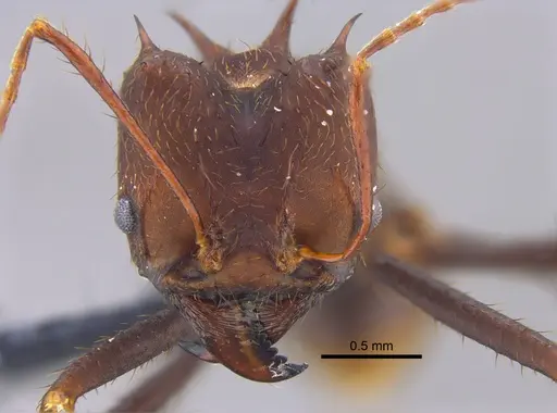 Atta laevigata - CBUMAGENT41875