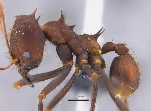 Atta laevigata - CBUMAGENT41875