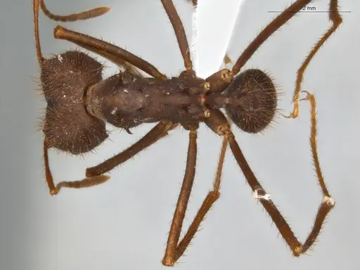 Atta laevigata - ECOFOG-OI17-0070-02