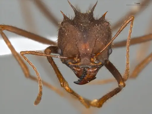 Atta laevigata - ECOFOG-OI17-0070-02