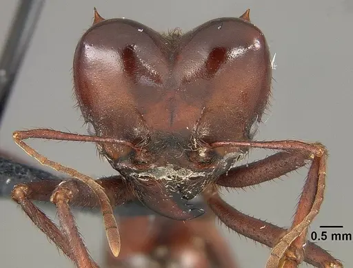 Atta laevigata - USNMENT01124206