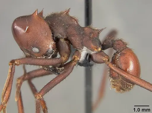 Atta laevigata - USNMENT01124206