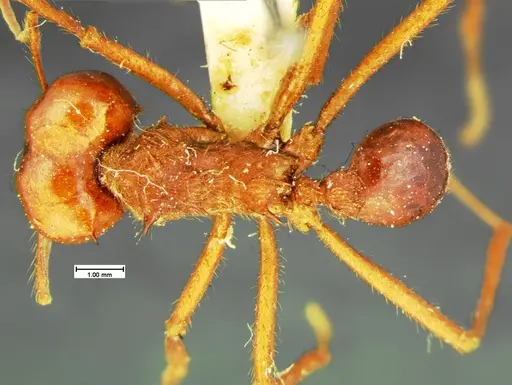 Atta mexicana specimen