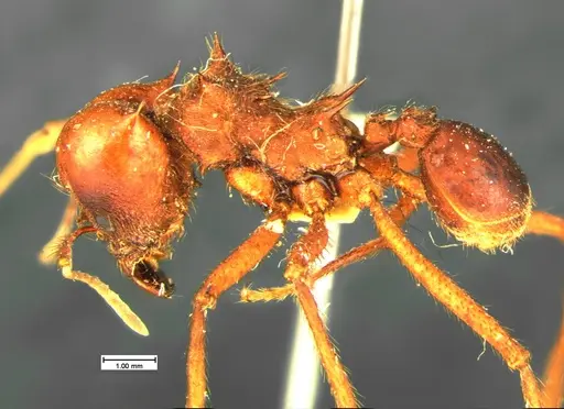 Atta mexicana specimen