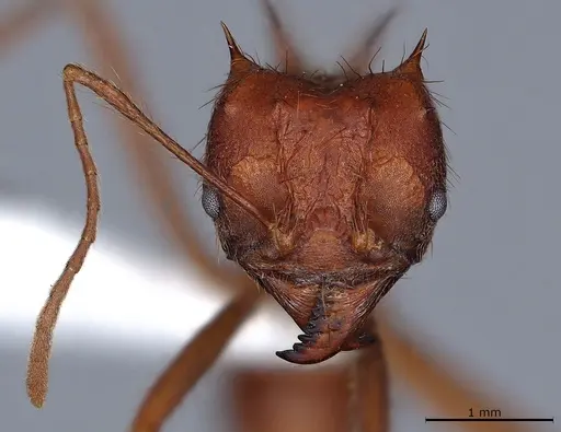 Atta mexicana - CASENT0421367