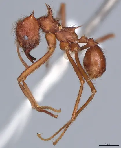 Atta mexicana - CASENT0421367