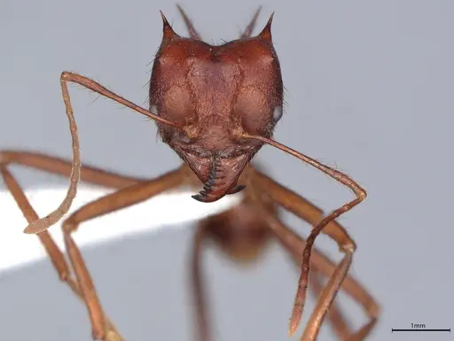 Atta mexicana - CASENT0421371