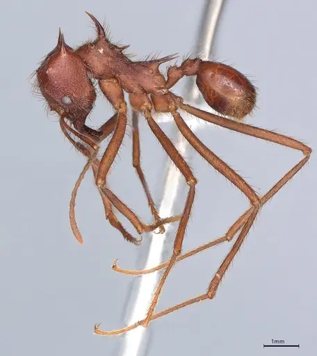 Atta mexicana - CASENT0421371