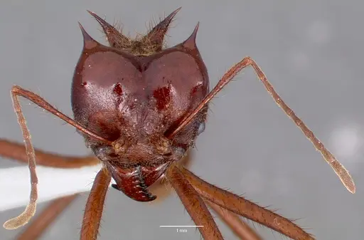 Atta mexicana - CASENT0421377