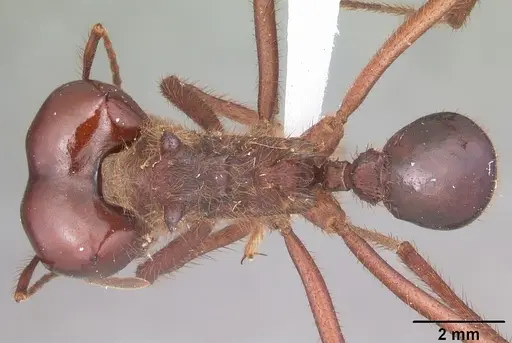 Atta mexicana - CASENT0421379