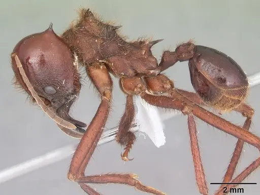 Atta mexicana - CASENT0421379