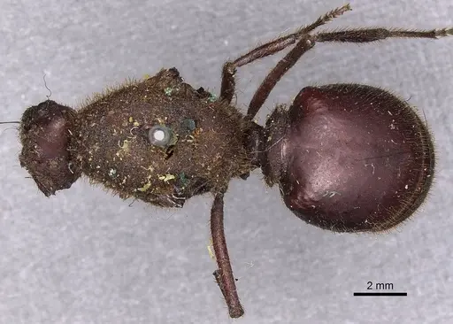 Atta mexicana - CASENT0900486