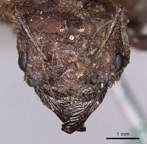 Atta mexicana - CASENT0900486