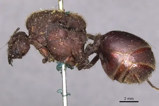 Atta mexicana - CASENT0900486