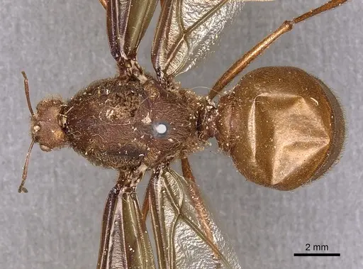 Atta mexicana - CASENT0900487