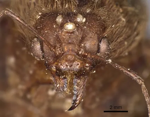 Atta mexicana - CASENT0900487