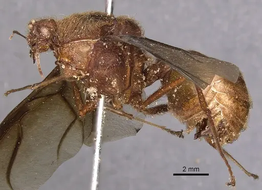 Atta mexicana - CASENT0900487