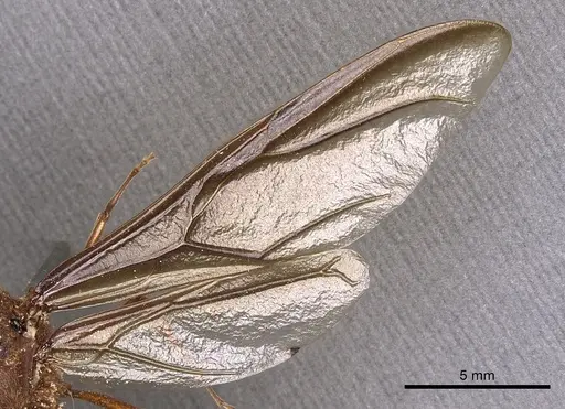 Atta mexicana - CASENT0900487