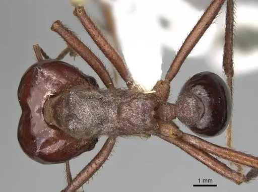 Atta mexicana - CASENT0922057