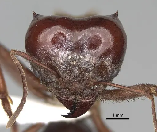 Atta mexicana - CASENT0922057