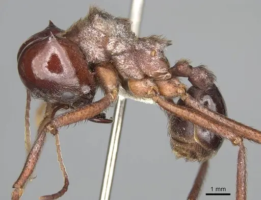 Atta mexicana - CASENT0922057