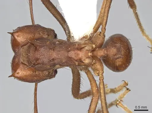 Atta mexicana - CASENT0922058