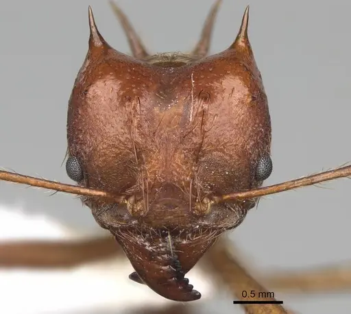 Atta mexicana - CASENT0922058