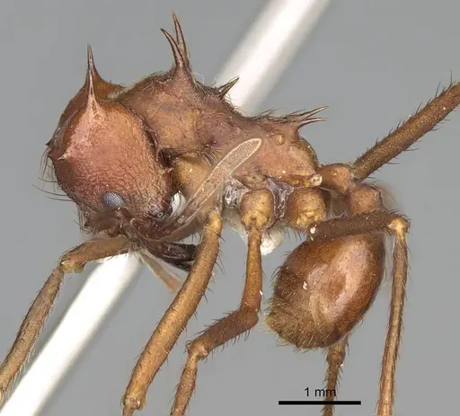 Atta mexicana - CASENT0922058