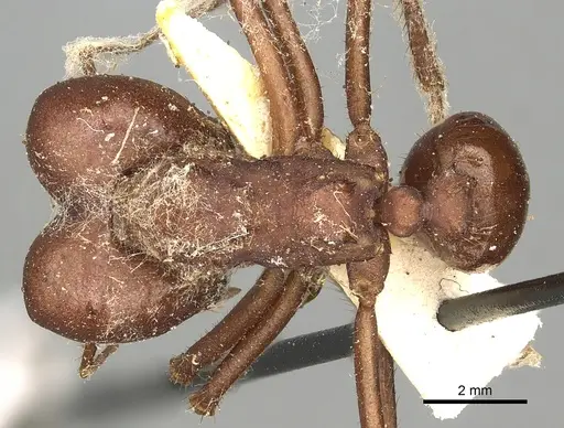 Atta opaciceps specimen