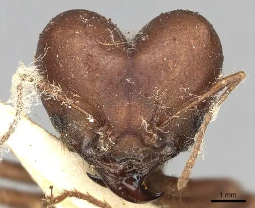Atta opaciceps specimen