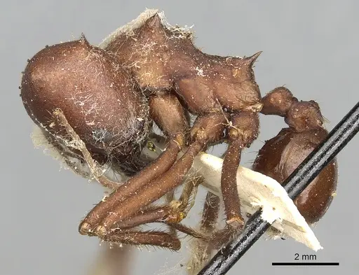 Atta opaciceps specimen