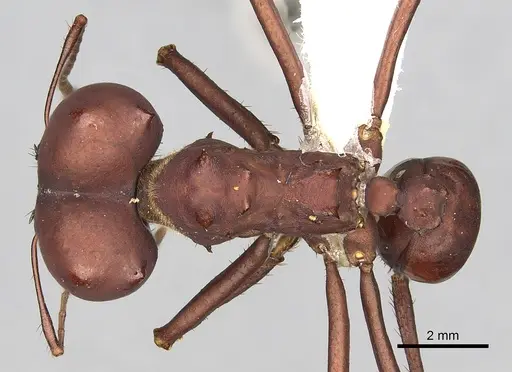 Atta robusta specimen