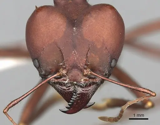 Atta robusta specimen