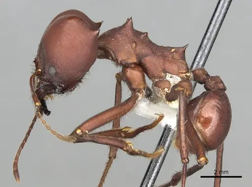 Atta robusta specimen