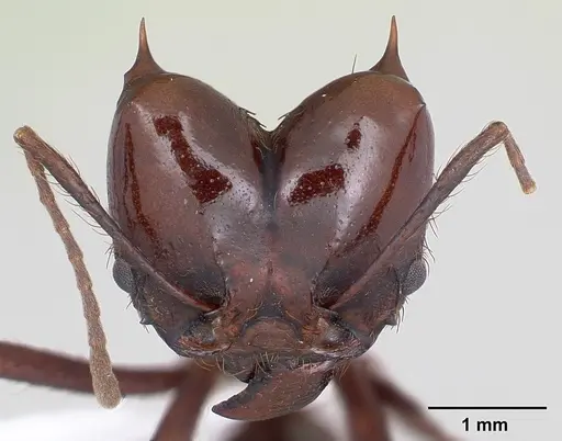 Atta saltensis specimen